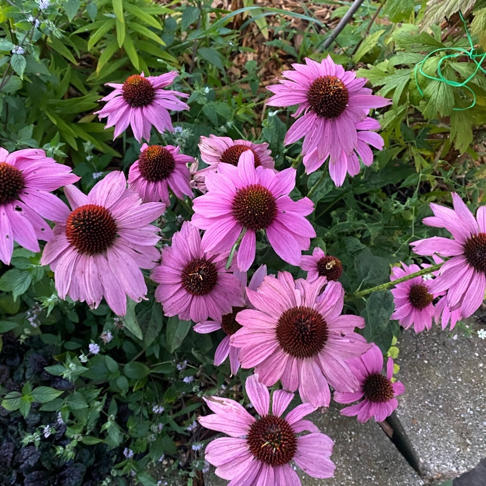 Meet your Posher, Lea